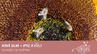 Hravá dílna - hmyz a včely
